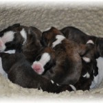 DSC_0467 Kleine Webansicht